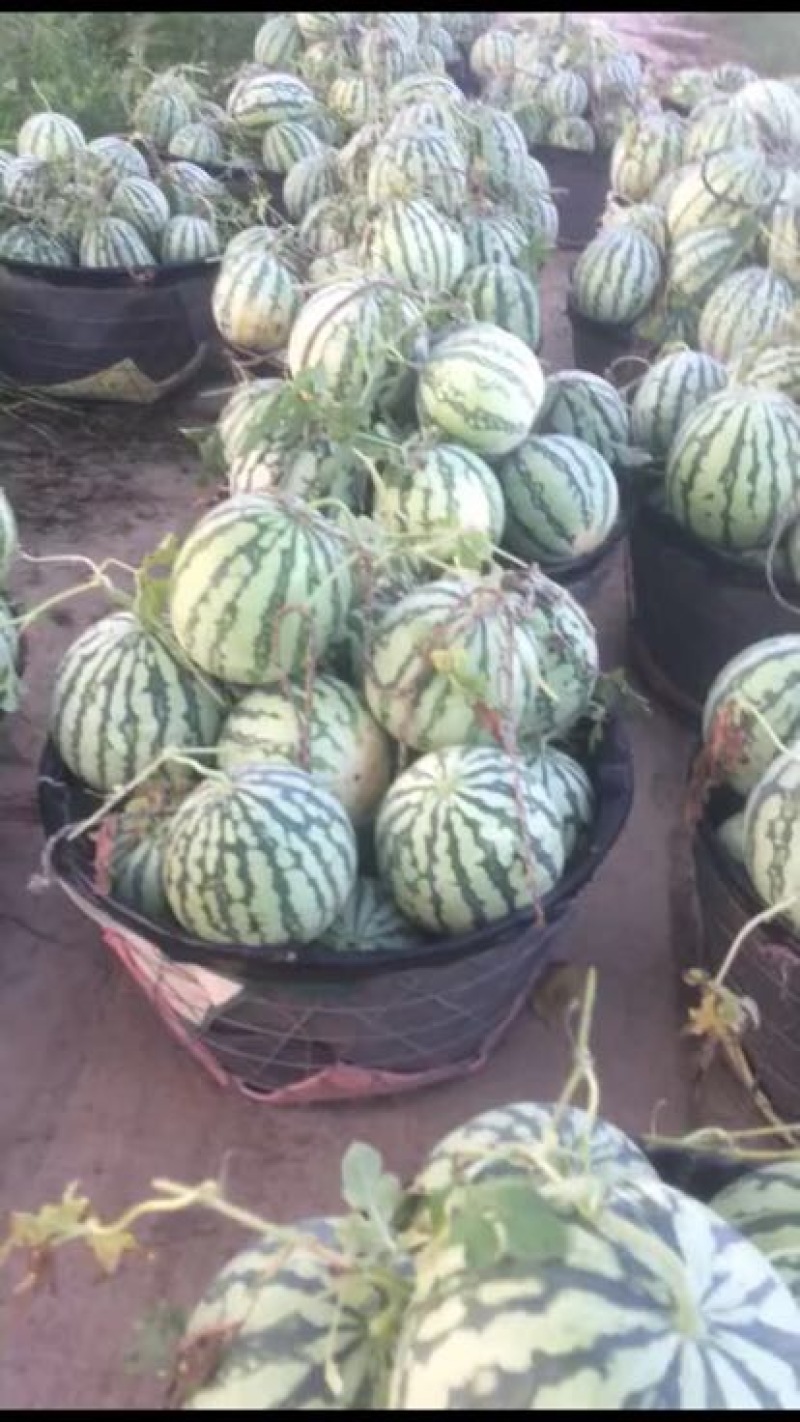 美都西瓜美都二茬瓜大量上市