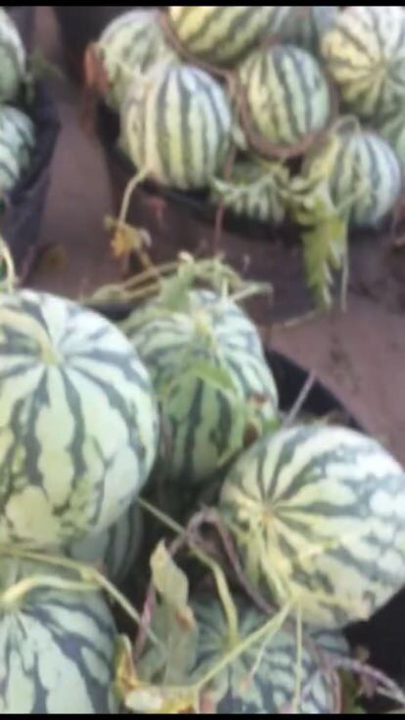 美都西瓜美都二茬瓜大量上市