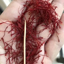 伊朗藏红花，一手货源