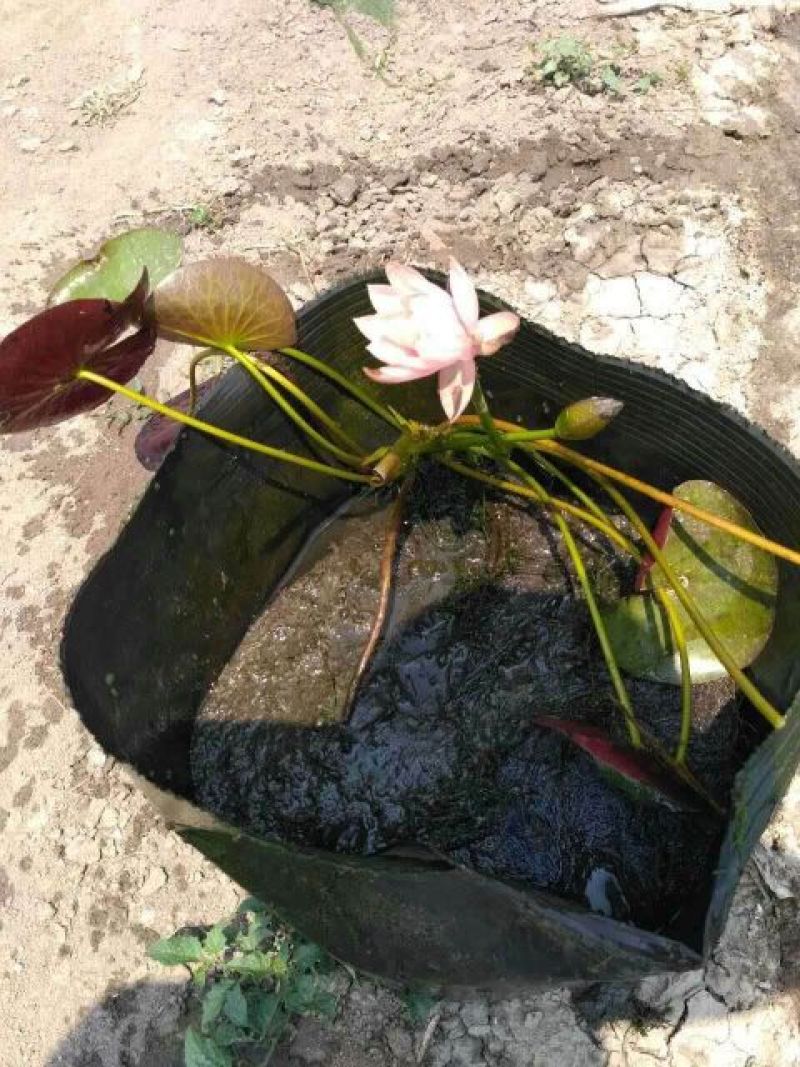 睡莲盆栽各种颜色各种款式盆子大量出售欢迎咨询！