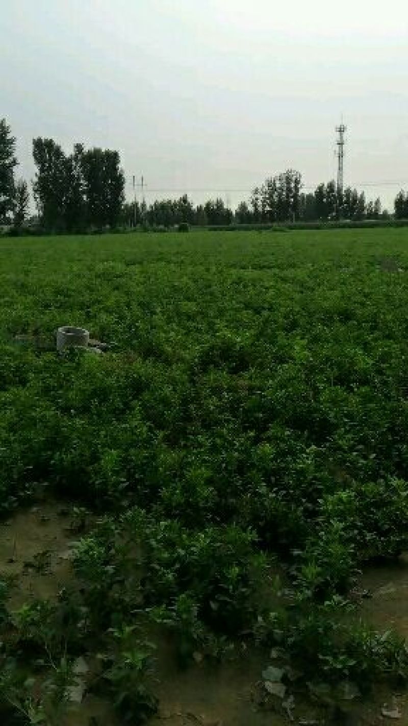 白术种苗基地百亩种植，丹参种苗基地