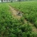 白术种苗基地百亩种植，丹参种苗基地