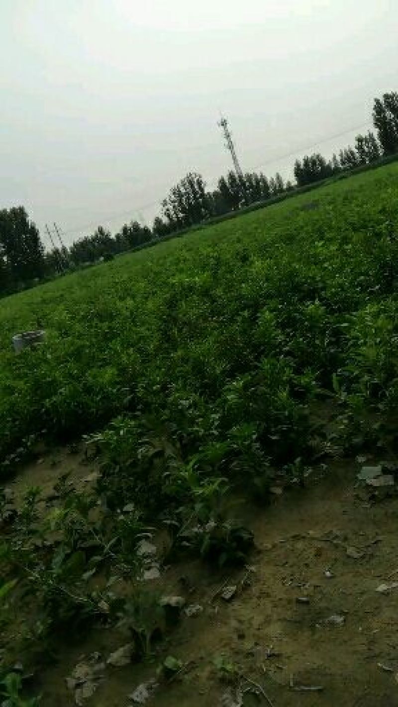 白术种苗基地百亩种植，丹参种苗基地