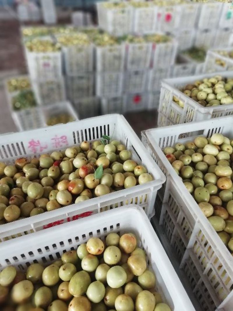 【鲜枣】山东精品婆枣现摘现发供应市场电商商超