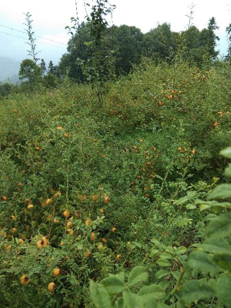 刺梨新果