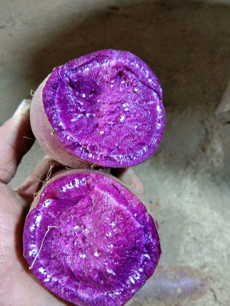 山东精品紫罗兰蜜薯，基地新鲜现挖现发，保质保量，欢迎下单