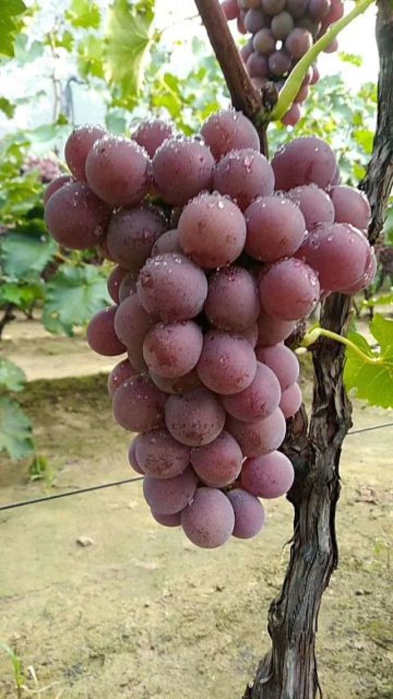 永莲一号、巨峰葡萄