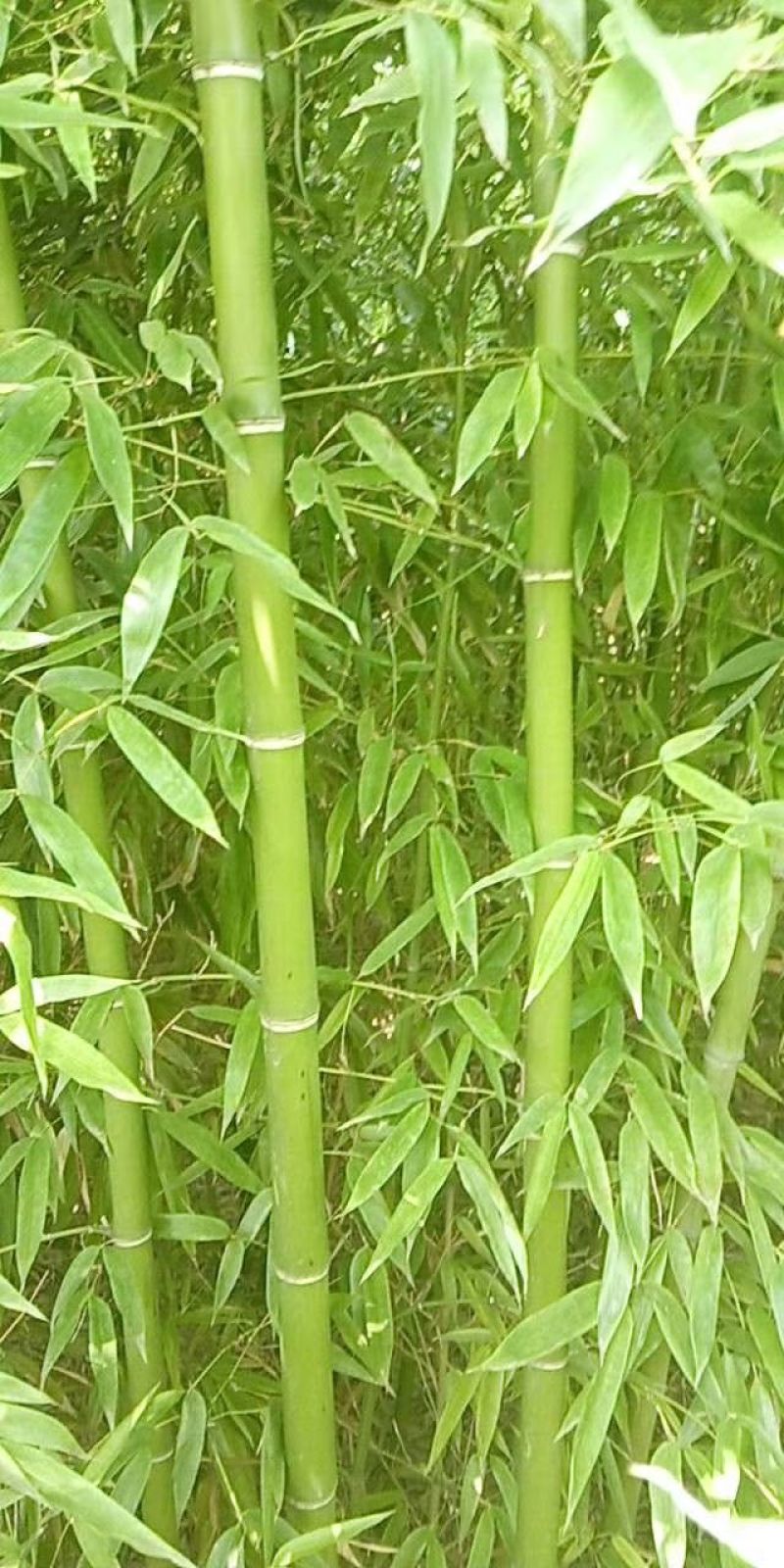 银环竹