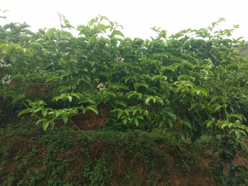 紫香一号百香果，来自赣南高山产区