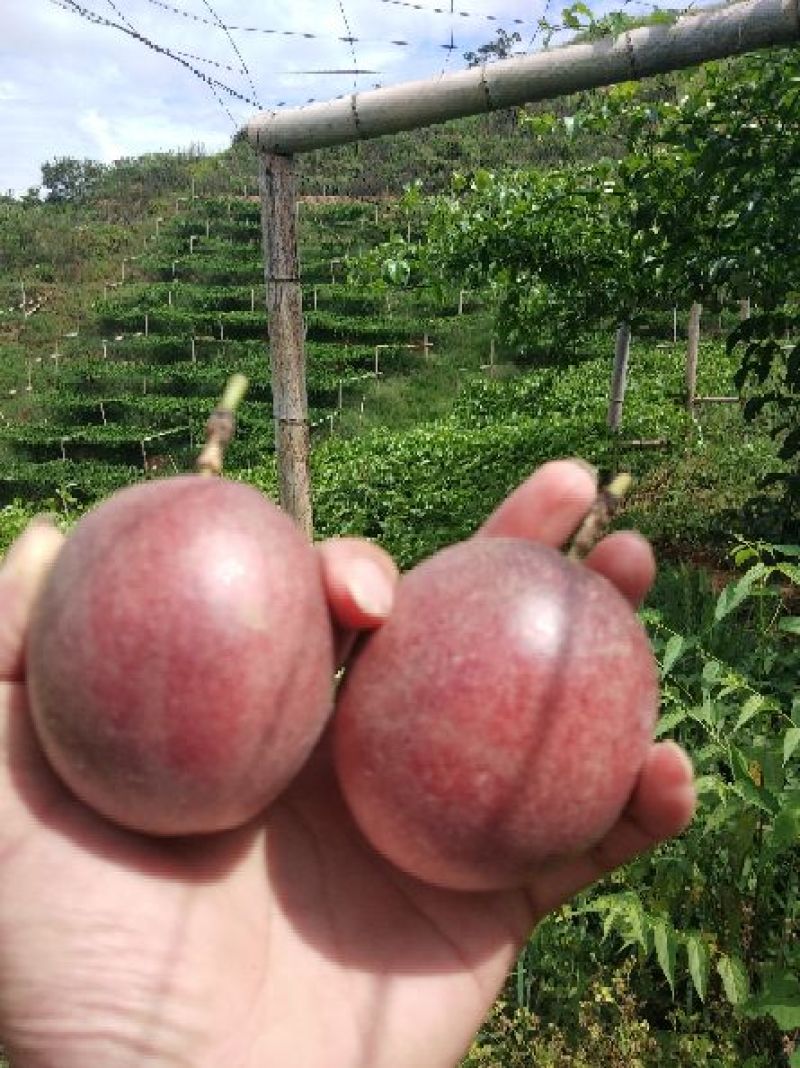 紫香一号百香果，来自赣南高山产区
