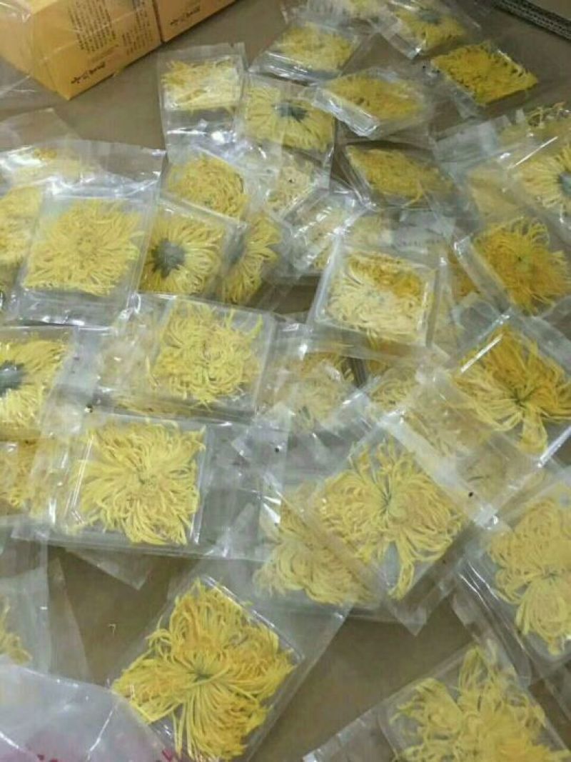 金丝黄菊
