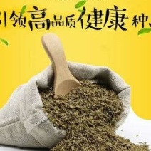 蒲公英新种子芽率95％