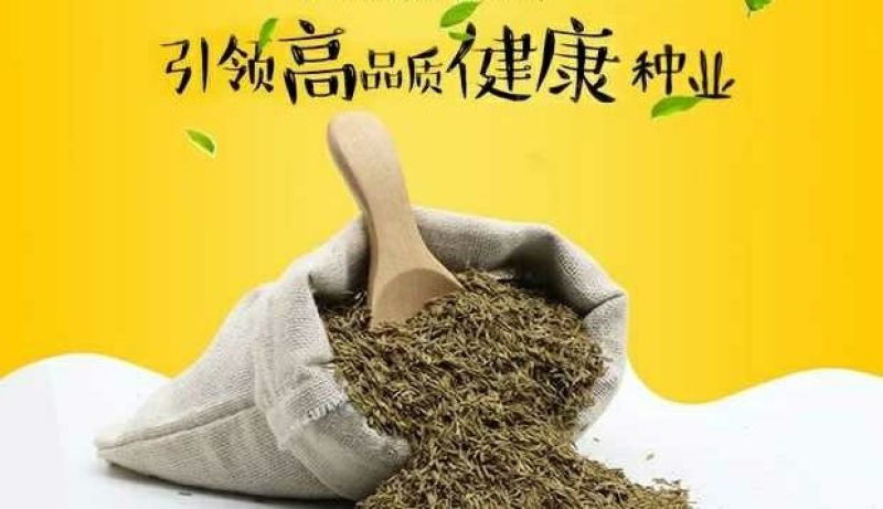 蒲公英新种子芽率95％