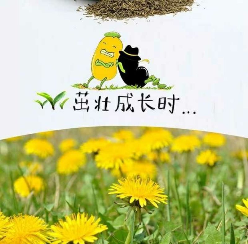 蒲公英新种子芽率95％