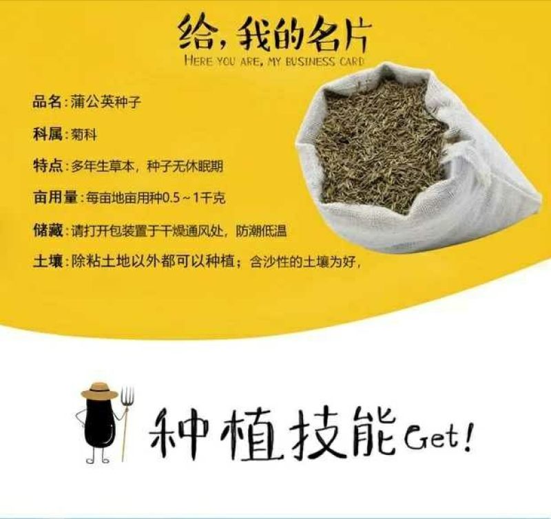蒲公英新种子芽率95％