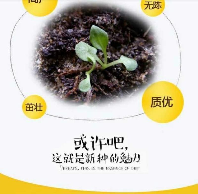 蒲公英新种子芽率95％
