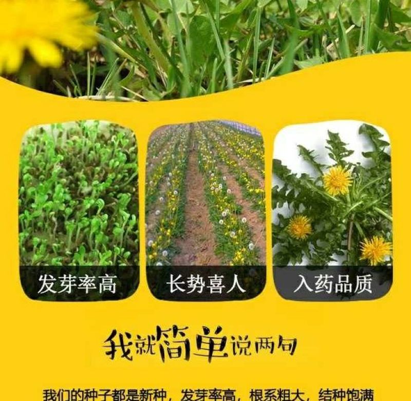 蒲公英新种子芽率95％