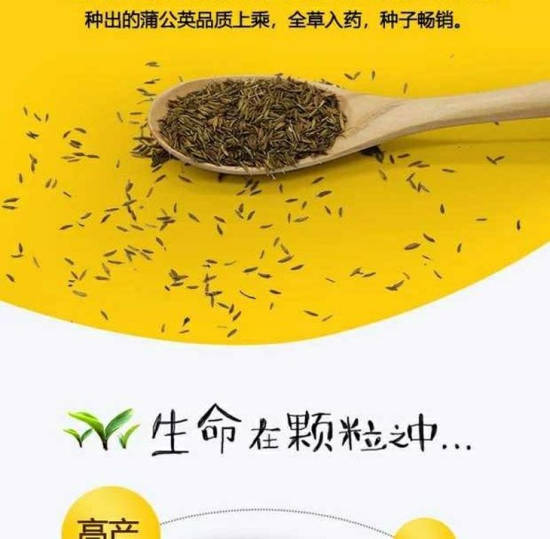 蒲公英新种子芽率95％