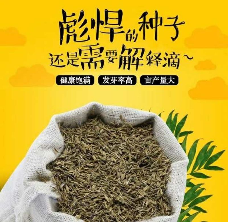 蒲公英新种子芽率95％