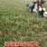 蒲公英新种子芽率95％