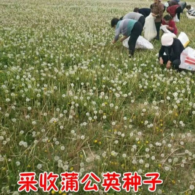 蒲公英新种子芽率95％