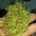 蒲公英新种子芽率95％