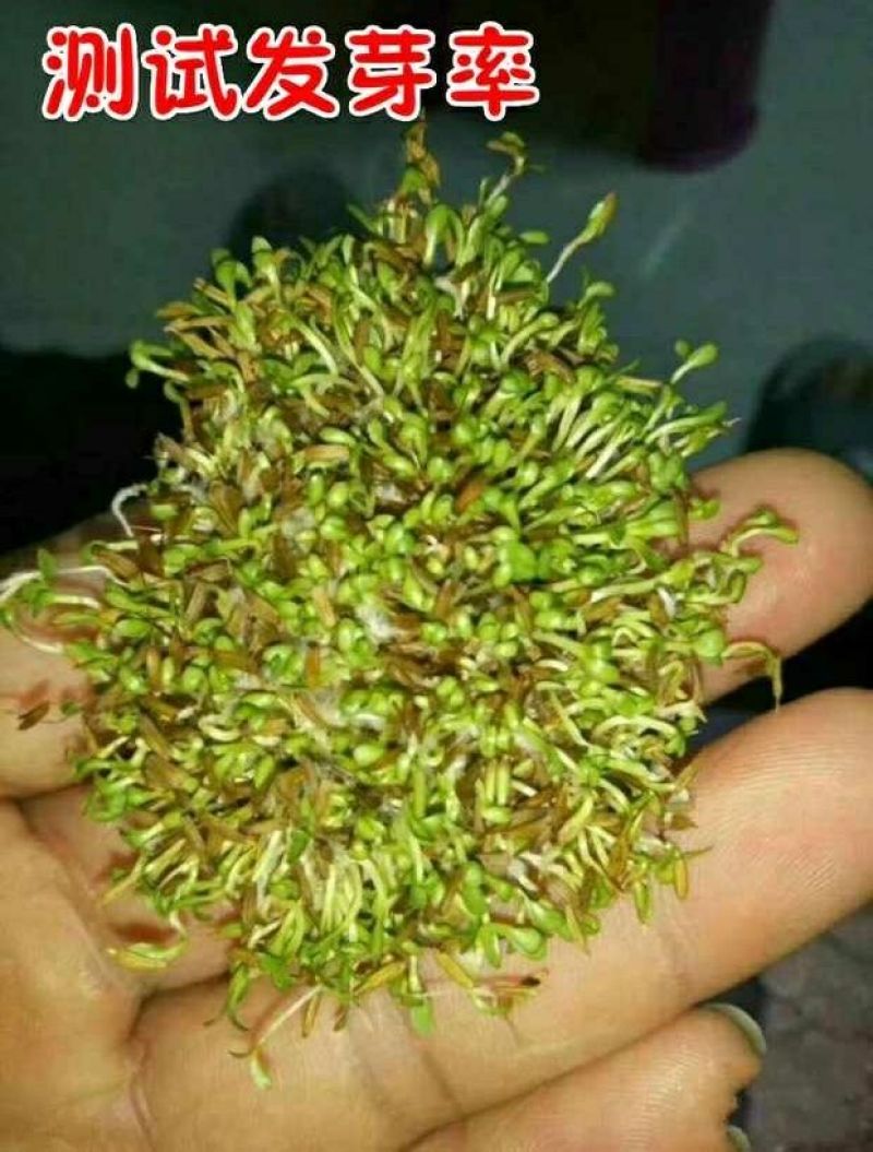 蒲公英新种子芽率95％