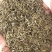 蒲公英新种子芽率95％