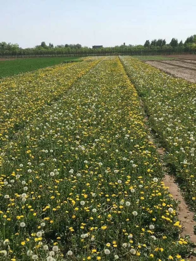 蒲公英新种子芽率95％