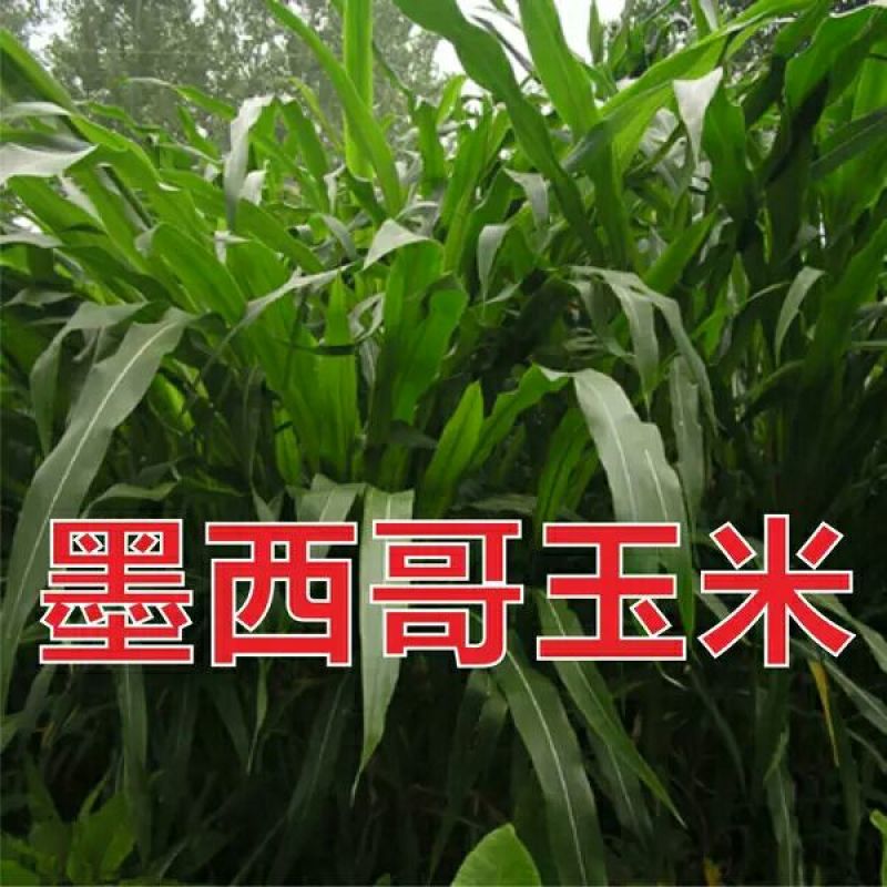 墨西哥玉米草种子进口墨西哥玉米草种子，优质牧草质量好，