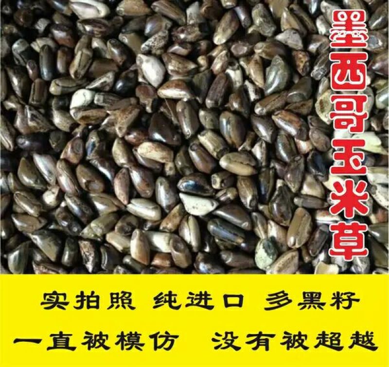 墨西哥玉米草种子进口墨西哥玉米草种子，优质牧草质量好，