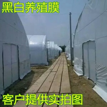 大棚膜黑白膜黑白膜养殖大棚膜防水塑料食用菌膜防晒遮光隔