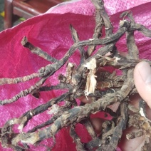 石菖蒲，大别山野生菖蒲，精挑细选，无土杂，