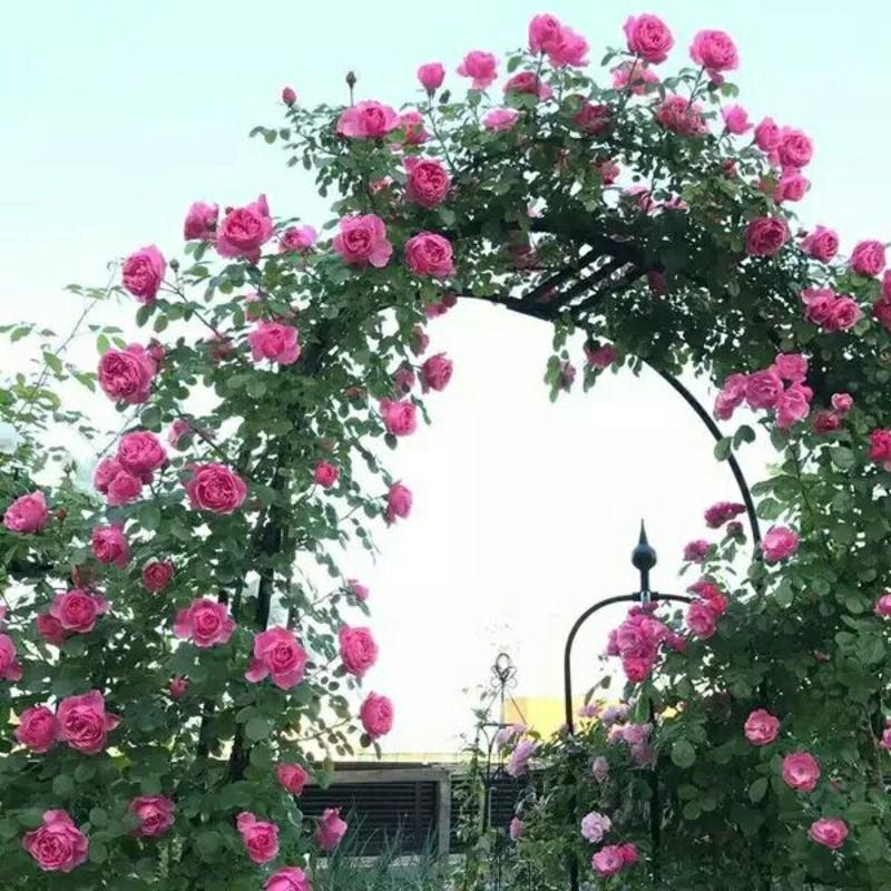 爬墙梅，蔷薇花苗庭院阳台攀爬花卉多年生花色美