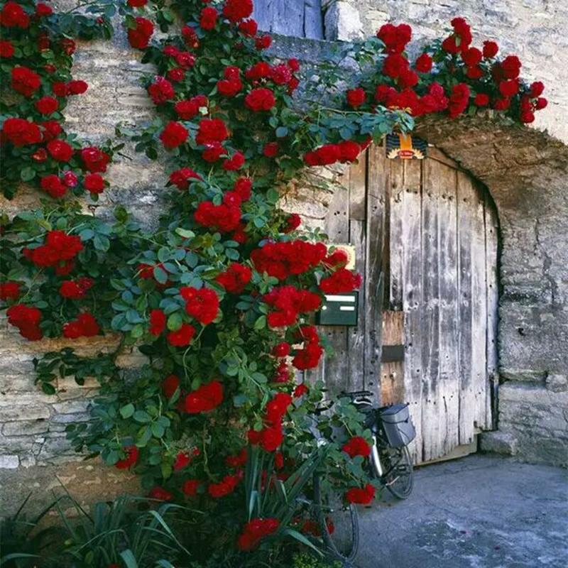 爬墙梅，蔷薇花苗庭院阳台攀爬花卉多年生花色美