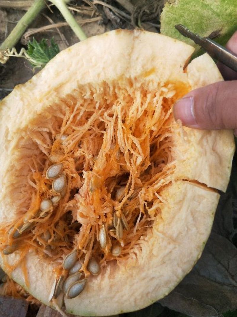 南瓜金韩蜜本早熟南瓜吉冠773等大量基地货