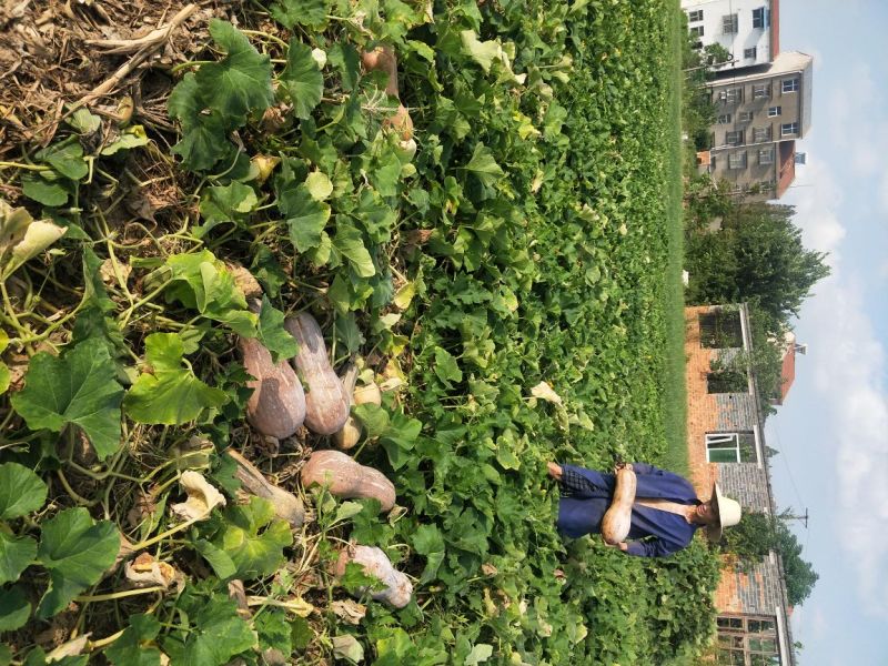 南瓜金韩蜜本早熟南瓜吉冠773等大量基地货