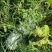 南瓜金韩蜜本早熟南瓜吉冠773等大量基地货