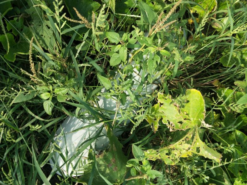 南瓜金韩蜜本早熟南瓜吉冠773等大量基地货