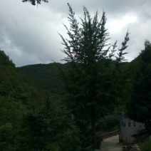 银杏