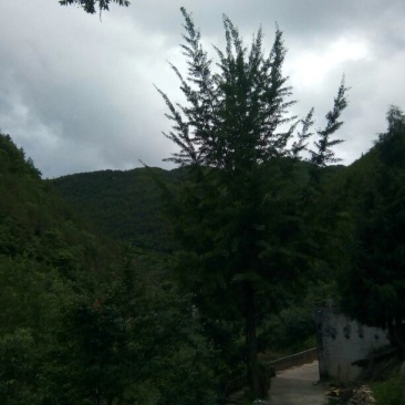 银杏