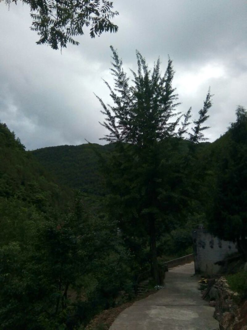 银杏