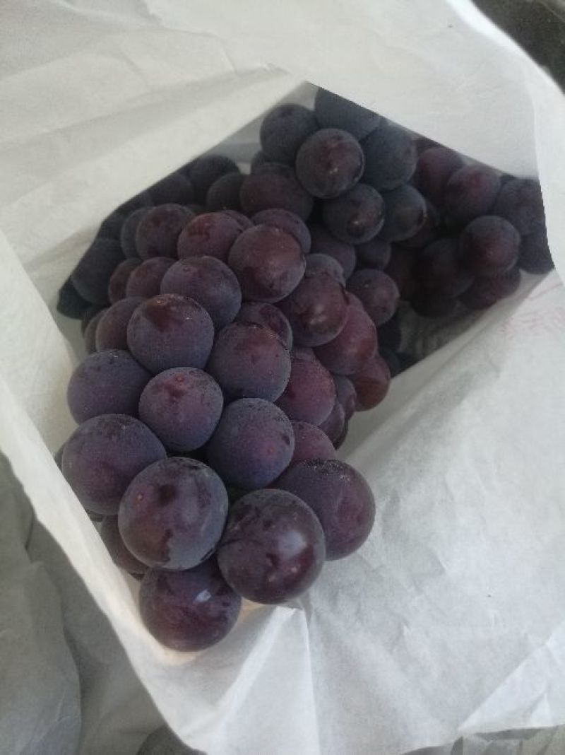 户太八号优质葡萄品质好价位低货发全国欢迎来电