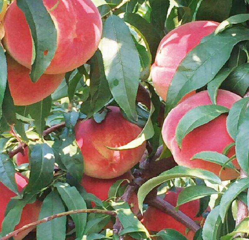 嫁接桃树苗果树苗盆栽地栽特大水蜜桃苗冬桃苗南北方种植当年