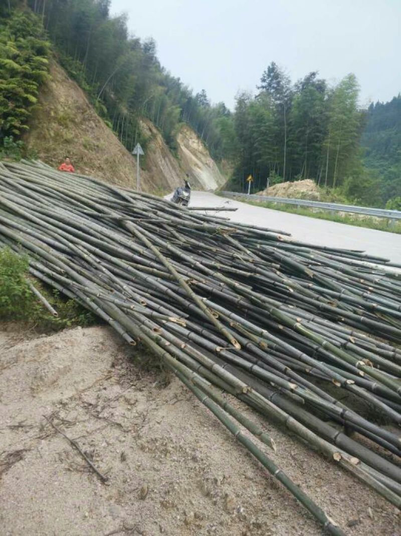 大量毛竹出售
