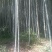 大量毛竹出售
