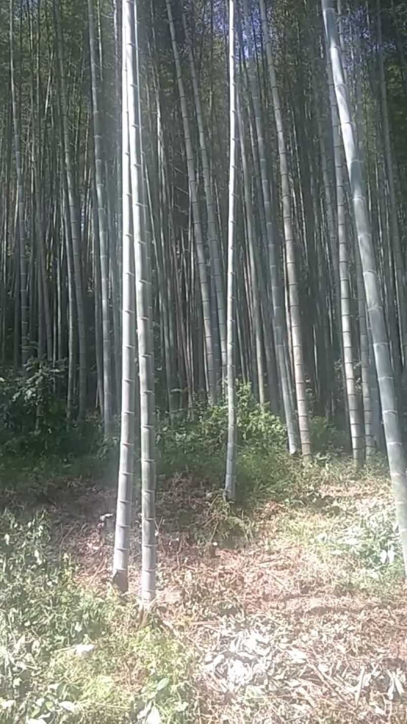 大量毛竹出售