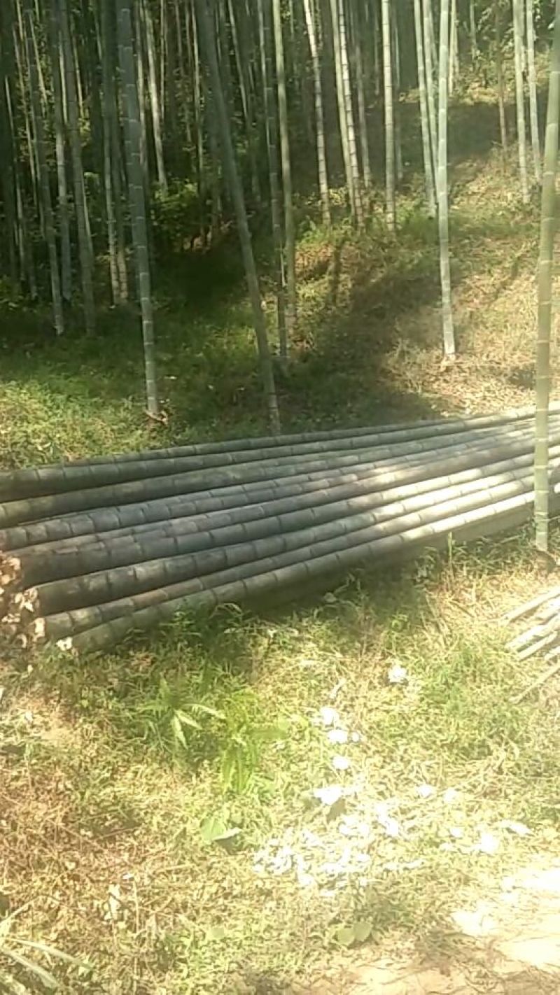 大量毛竹出售