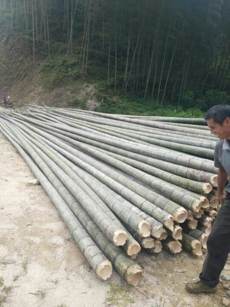 大量毛竹出售