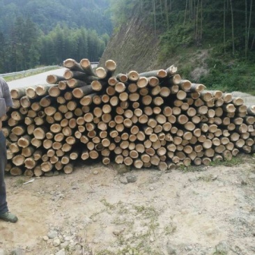 大量毛竹出售